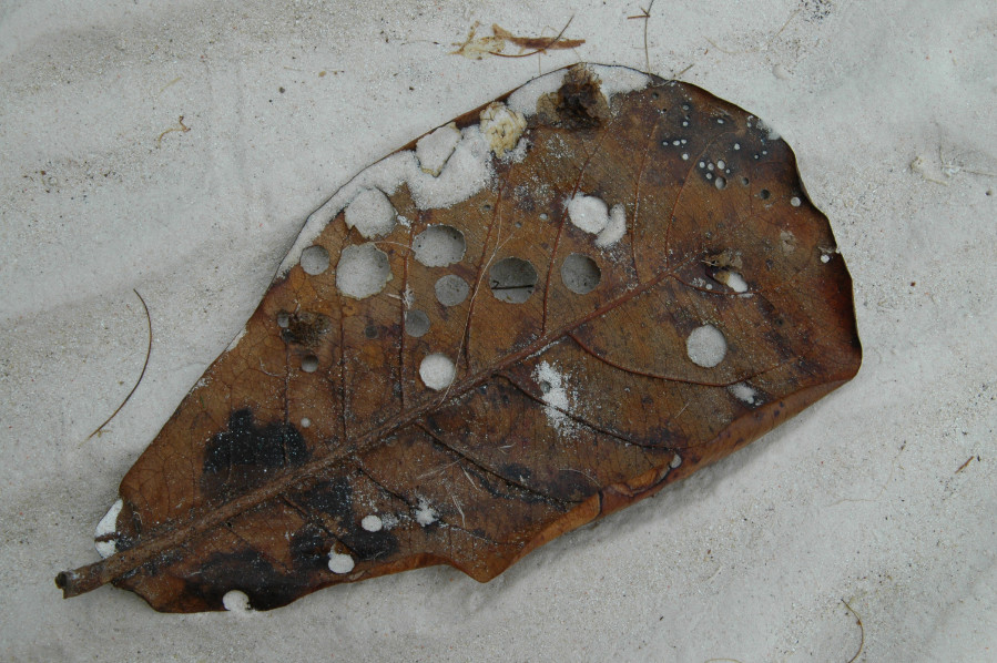 Blad van Djaha of Tropische Amandelboom op Maratua, Borneo