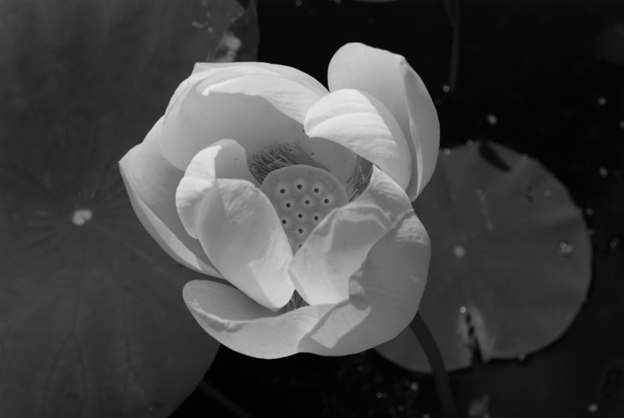 Bloeiende Lotus in de Hortus Botanicusin zwart-wit