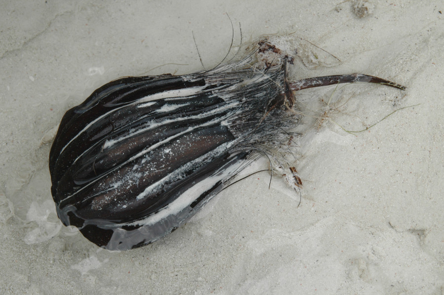 Vrucht van Nypapalm op het strand van Maratua, Borneo