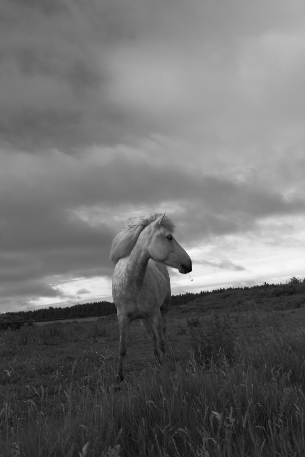 Wit paard in avondschemer, Nørre Rubjerg in zwart-wit