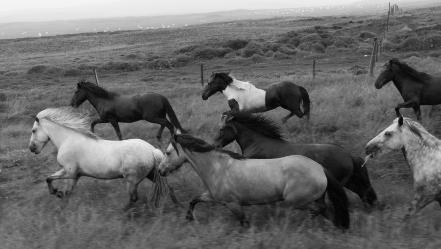 IJslandse paarden worden voortgedreven in zwart-wit