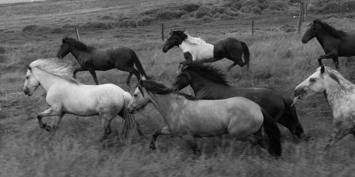 Galloperende paarden op IJsland in zwart-wit