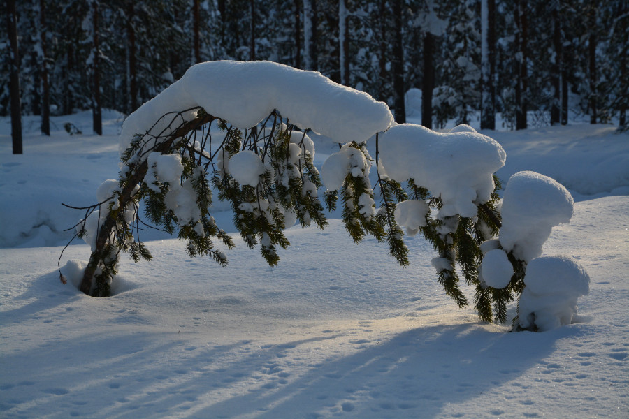 Boom onder sneeuwlast doorgebogen, Posio, Fins Lapland 